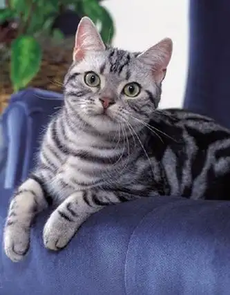 美国短毛猫 美国短毛猫