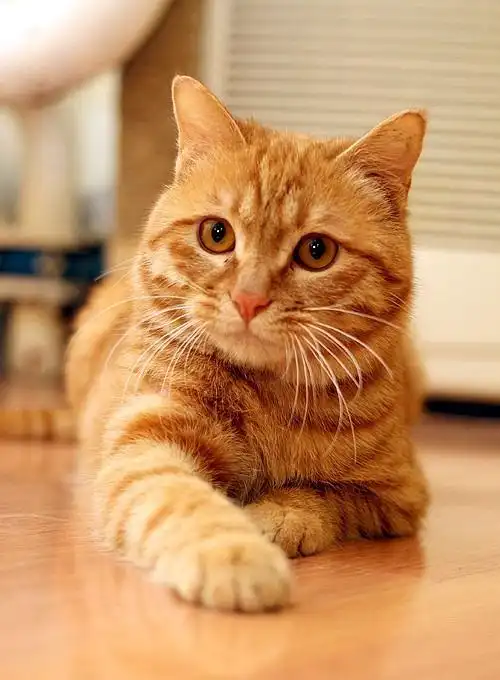 橘猫 橘猫