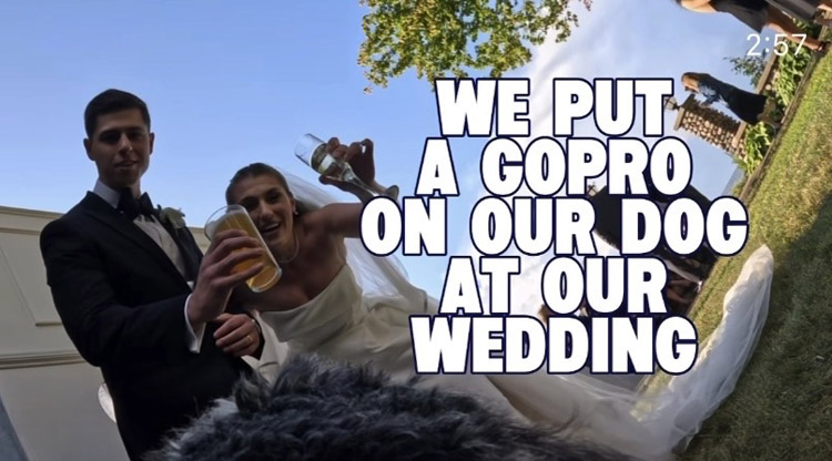 狗狗背GoPro穿梭婚礼现场,以有趣视角拍下新人错过的温馨画面