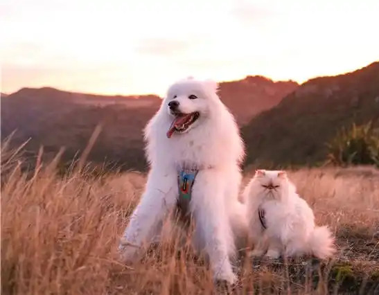 萨摩耶犬与猫咪成好友 微笑表情和暴躁脾气对比鲜明逗趣十足