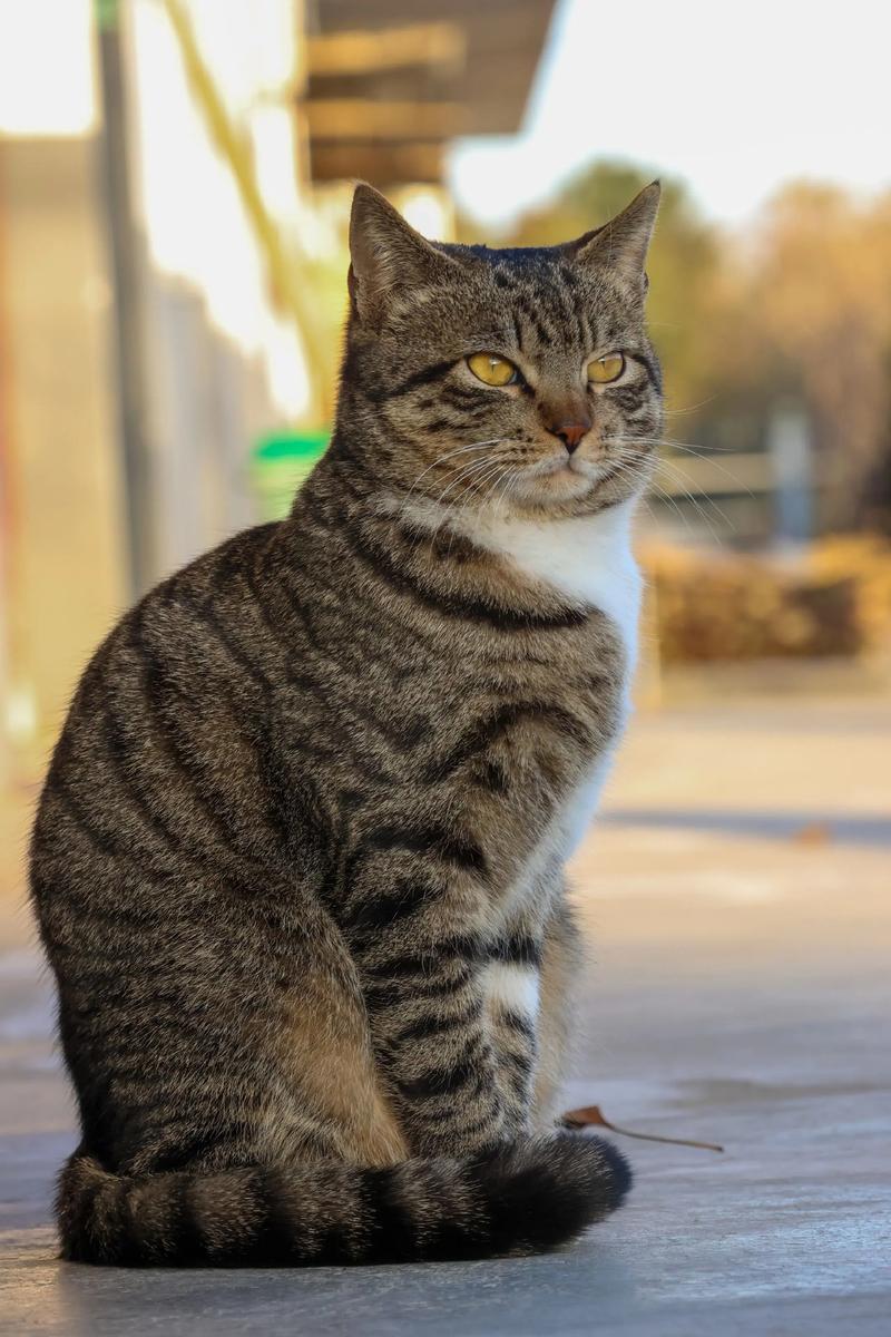 狸花猫 狸花猫