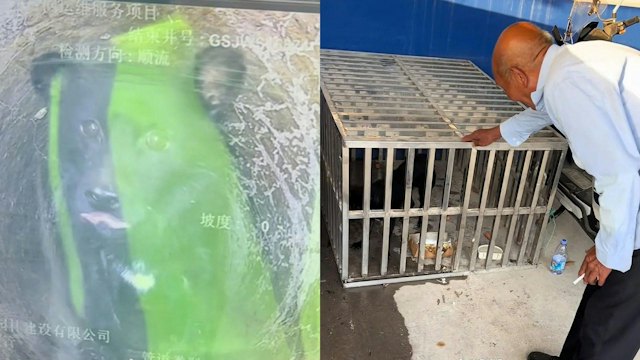 小狗掉下水道4年!八旬阿伯每日投喂 政府最终派探测车成功救出