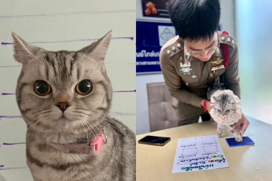 走失猫获收留却大闹警局 警察无奈拍“犯罪照”:所有人都被咬