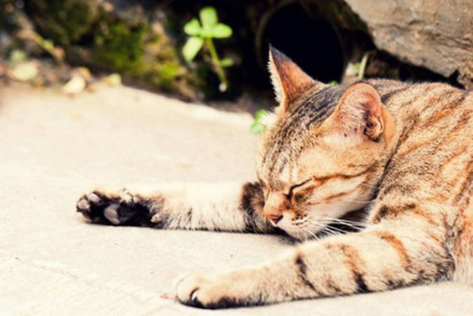 爱猫人士应该掌握猫咪的行为特征