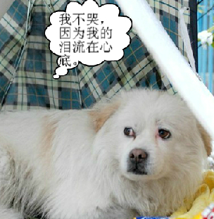不要虐待它狗狗通人情