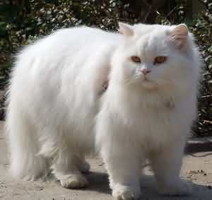 长毛猫咪日常护理心得