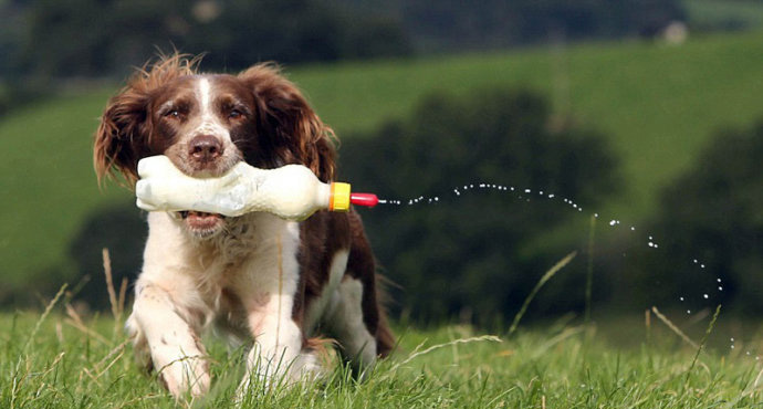 英牧羊犬兼职“奶妈”，每天叼奶瓶喂小羊