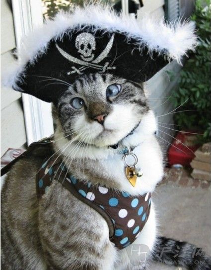 对眼宠物萌猫走红网络：爱拍照还卖萌