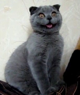 世界上最可爱的宠物猫咪 脸蛋堪称完美