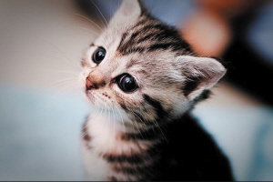 猫咪喜欢你这样对她
