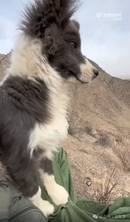 小边境牧羊犬第一次牧羊是什么样子！.webp