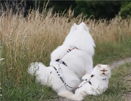 萨摩耶犬与猫咪成好友 微笑表情和暴躁脾气对比鲜明逗趣十足