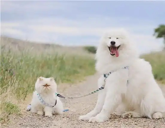 萨摩耶犬与猫咪成好友 微笑表情和暴躁脾气对比鲜明逗趣十足6.jpg
