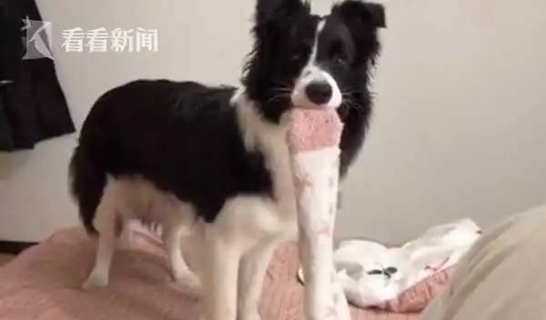 防疫期间边牧犬照顾宅家主人 网友:太羡慕了!