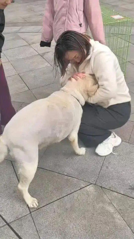 青岛一只拉布拉多犬走失三月后，长沙街头被网友发现并收留，目前犬只已被送回犬主身边.webp