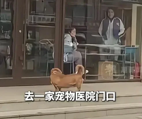 20260508-my-17-fn260508anjing01.webp