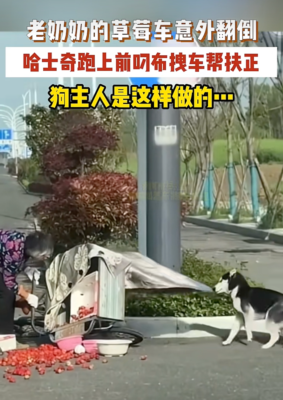 合肥一老奶奶驾驶三轮车意外侧翻,草莓散落一地,一只哈士奇突然跑上前帮忙,狗主人:还以为狗狗要添乱,没想到是去拉车了