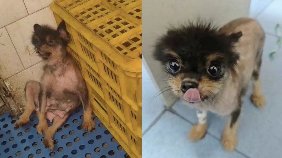 养殖场被逼一年生5胎　4岁博美犬抑郁撞笼轻生