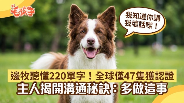 边牧听懂220单字!全球仅47只获认证 主人揭秘:多做这事就对了
