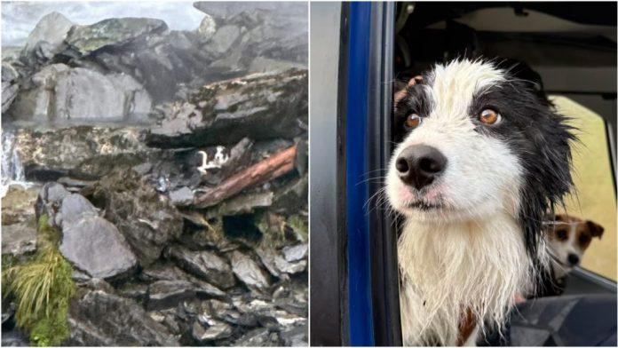 纽西兰边牧 主人坠崖送院!忠犬悬崖边痴等一周获救