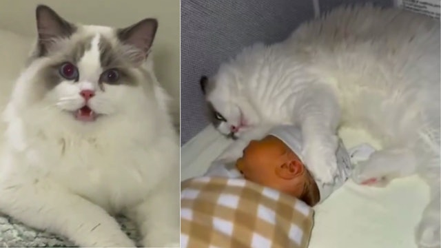 带初生BB返屋企怕布偶猫呷醋 猫咪秒变夜班保姆 温馨反转惹热话