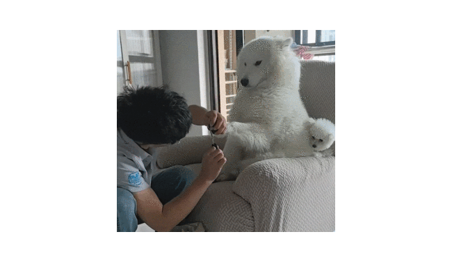 萨摩耶修脚毛修出了五星级SPA的感觉，狗：只要我坐得够稳，我就是全家最美