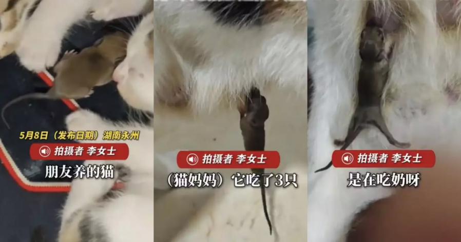 天敌变“母子”？母猫吃掉3老鼠幼崽　竟离奇哺育馀下3只.png