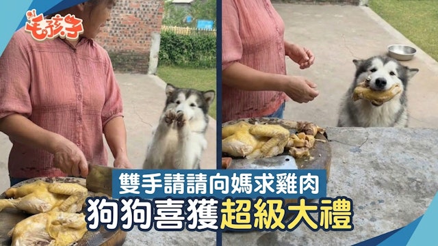 狗狗“双手拜拜”讨要鸡肉主人直接扔了半只!网友:还以为过年了