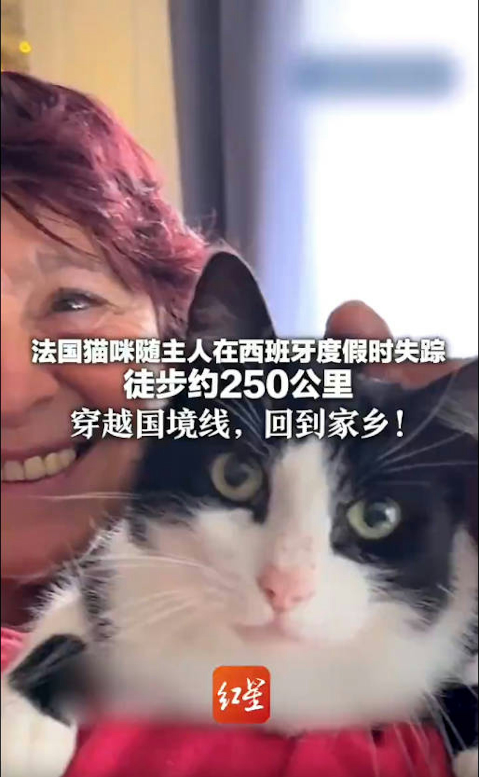 法国乳牛猫在西班牙走丢 徒步250公里穿越国境 奇迹回主人身边