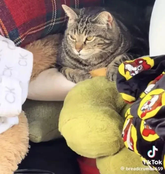 20260601CPKK32c_US_STRAY_CAT_01.webp