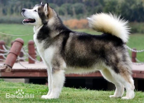 阿拉斯加雪橇犬简介