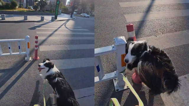 边境牧羊犬遭主人恶搞撞路障 下秒超高智商复仇引导主人撞大树