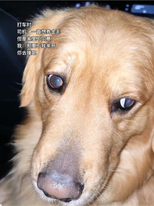 妹子神操作:自己开车让司机摸金毛,圆其童年梦