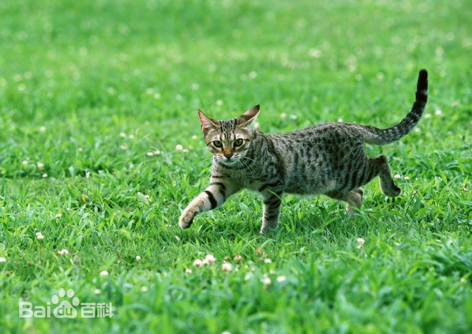 中华田园猫-狸花猫