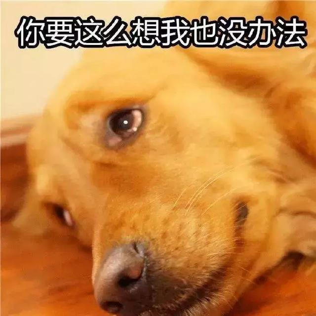 金毛下湖游泳遭黑天鹅毒打！主人：这不是第一次了