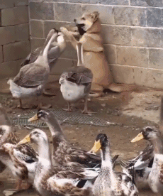 4b55-gif6e4dd1f8b545961b599d1a0f7244f380.gif