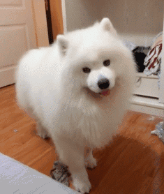9570-gif2a967796c0a88e1133e32056f90db970.gif