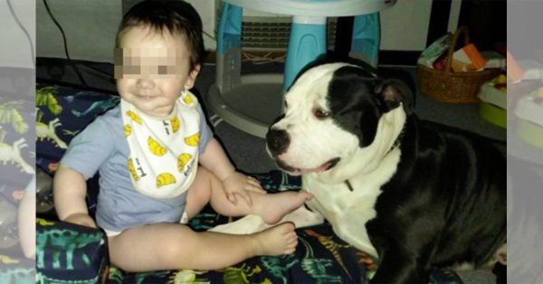 Pet-dogs-protect-children-260602-1-1-600x314.jpg