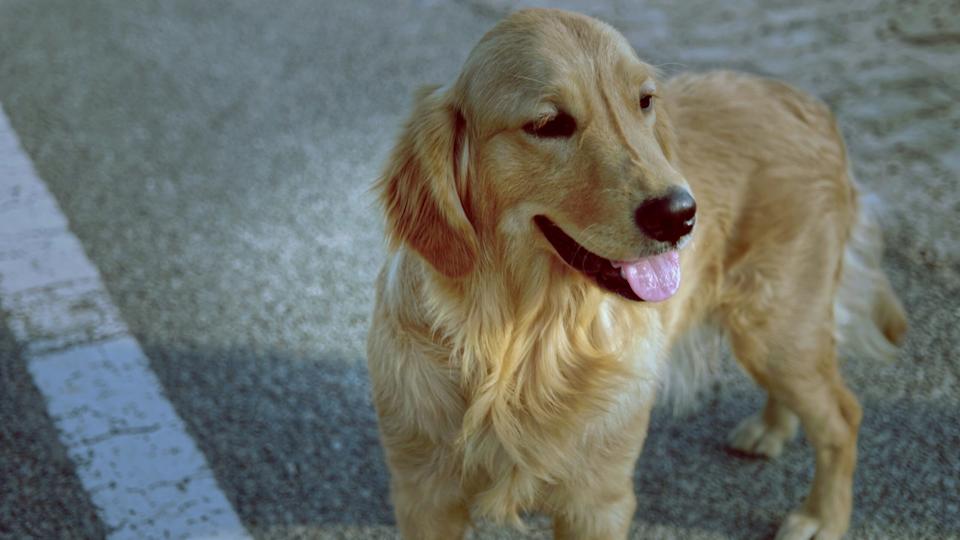 就是爱吃醋！金毛犬狂扯「同伴衣服」当街上演宫斗剧戏码