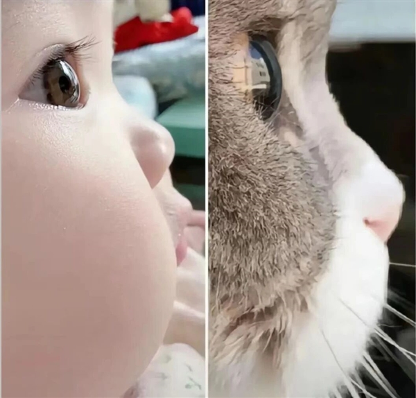 为了让你喜欢 猫正在变得越来越像人类婴儿