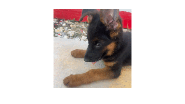 4.gif