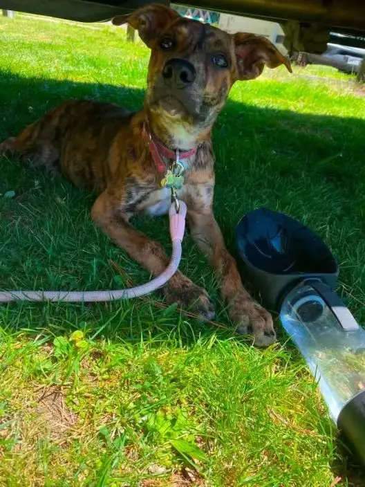 620250627_PL_dog_source-web_-1-e1779984316487.jpg.webp