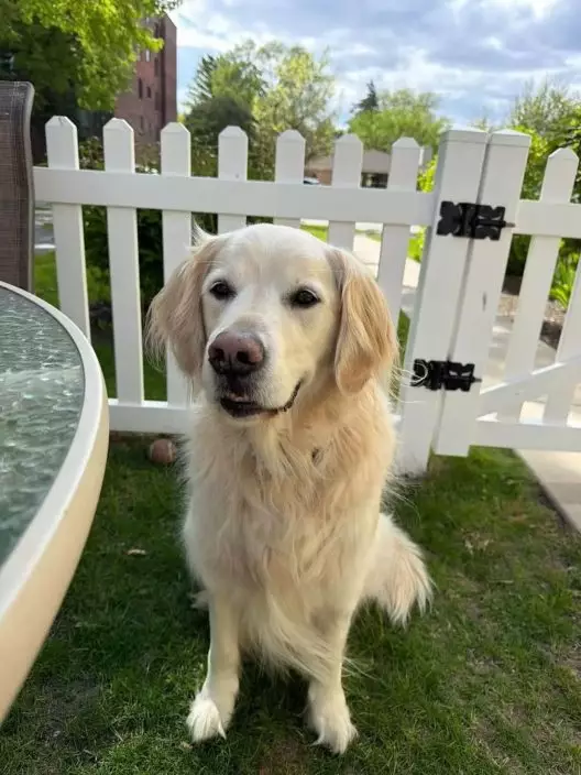 820250627_PL_pets_source-web_-e1780132800883.jpg.webp