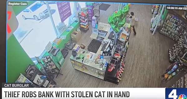 Cat-theft-bank-robbery-260716-a1-noresize.jpg