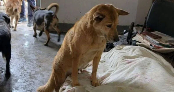 dog02-260816-a1-noresize.webp