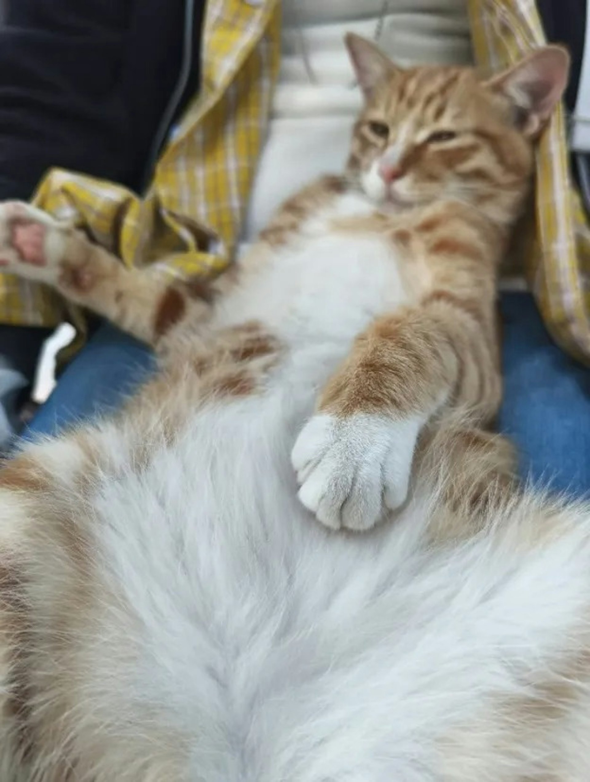PWWvpBj25EjxeFyjxTcyMSOfnIeQ76Op6rYGk-q2BpM.jpg